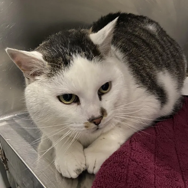 Cookie Monster thumbnail 4