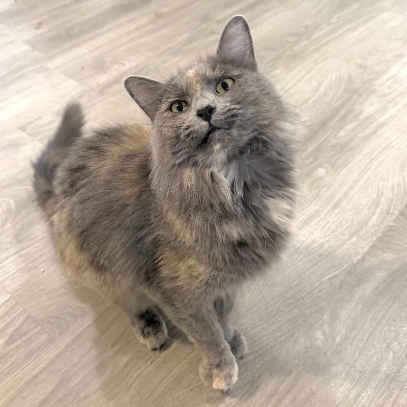 An adult small-sized female Tortoiseshell Domestic Medium Hair cat named Natalia for adoption in Goshen, IN