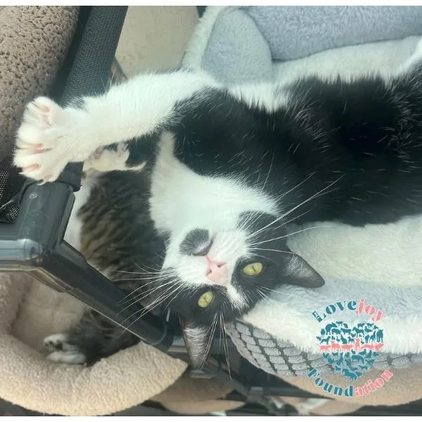 An adult medium-sized female Black & White / Tuxedo Domestic Short Hair cat named Donna for adoption in Inglewood, CA