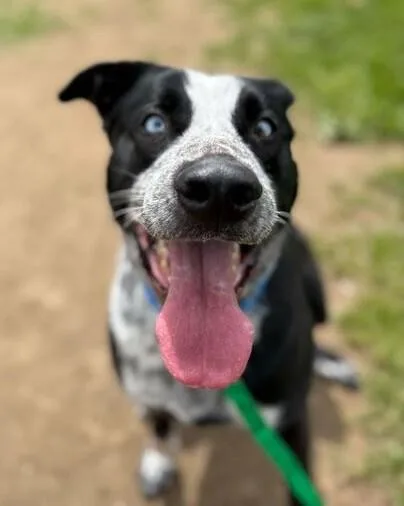 An adult large-sized male Mixed Breed dog named Tater for adoption in Jackson, MI