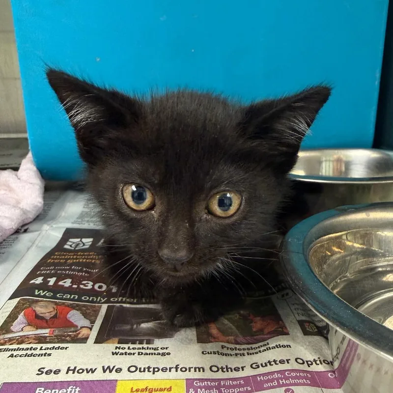 A baby small-sized male Black Domestic Short Hair cat named Humpty Dumpty for adoption in Waukesha, WI