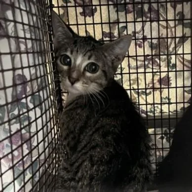A baby small-sized female Domestic Short Hair cat named Comet for adoption in Los Angeles, CA
