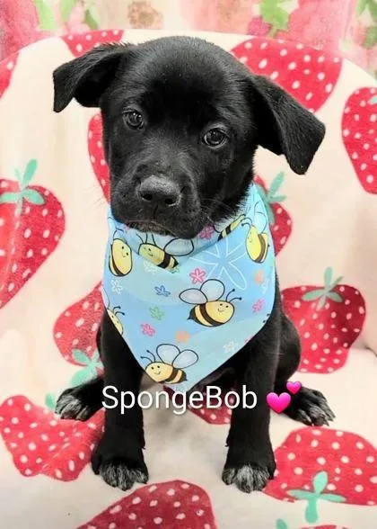 A baby large-sized male Flat-Coated Retriever dog named Spongebob for adoption in Morton Grove, IL