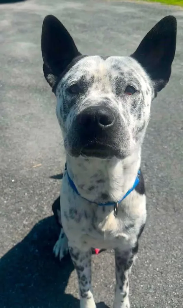 An adult medium-sized male Black Cattle Dog dog named Mack for adoption in Randolph Center, VT