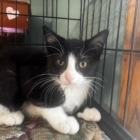 A young small-sized male Black & White / Tuxedo Domestic Short Hair cat named Christian and Murray for adoption in Hutchinson, MN