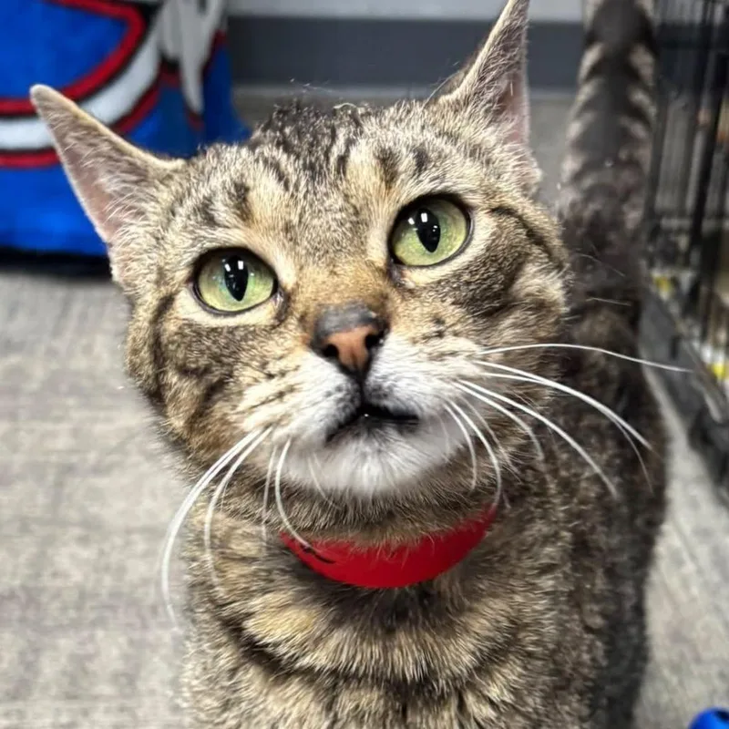 A young medium-sized female Brown / Chocolate Domestic Short Hair cat named Montana for adoption in Hamburg, NY