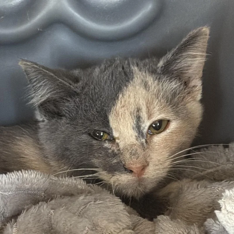 A baby small-sized female Domestic Long Hair cat named Toe for adoption in Waukesha, WI