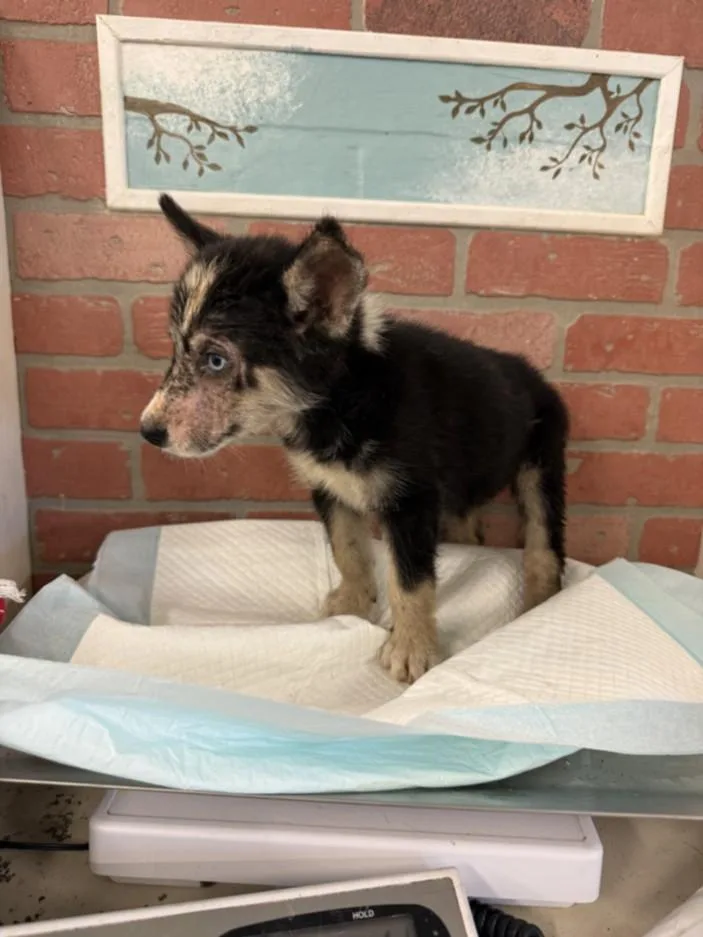 A baby small-sized male Siberian Husky dog named Sampson for adoption in Houston, TX