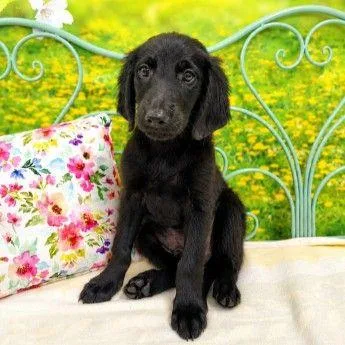 A baby small-sized male Mixed Breed dog named Christopher for adoption in Westland, MI