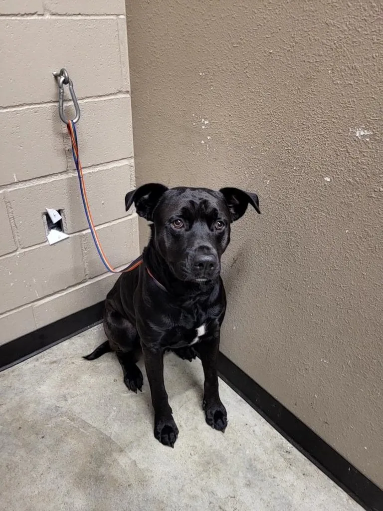 An adult large-sized male Labrador Retriever dog named Corbin for adoption in Huntsville, TX