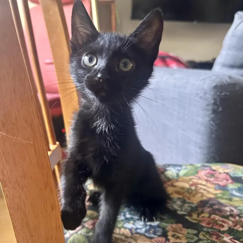 A baby small-sized female Black Domestic Short Hair cat named Boby for adoption in Los Angeles, CA