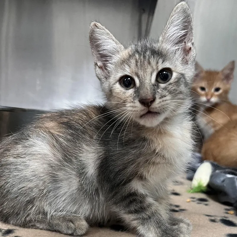 A baby small-sized female Tortoiseshell Domestic Short Hair cat named Sprout for adoption in Pensacola, FL