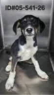 A baby medium-sized male Husky dog named Vincent Benedict for adoption in Alpharetta, GA
