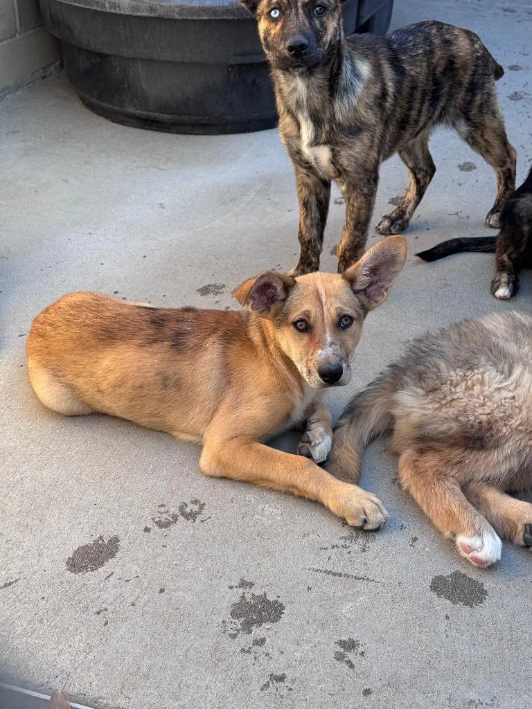 A baby medium-sized female Australian Shepherd dog named Cheezums for adoption in Fort Lupton, CO