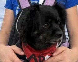 An adult medium-sized female Schipperke dog named Mavis aka MaeMae for adoption in Evergreen, CO