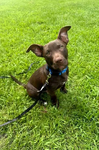 A baby medium-sized male Brown / Chocolate Labrador Retriever dog named Tater Tot for adoption in Mazon, IL