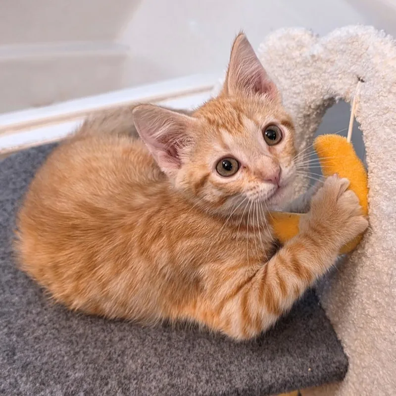 A baby small-sized male Orange / Red Domestic Short Hair cat named Snack Size for adoption in Carencro, LA