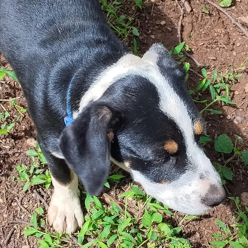 Butter Bean thumbnail 2