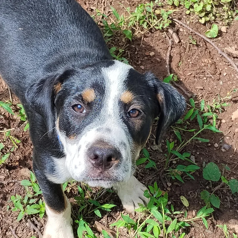 Butter Bean thumbnail 3