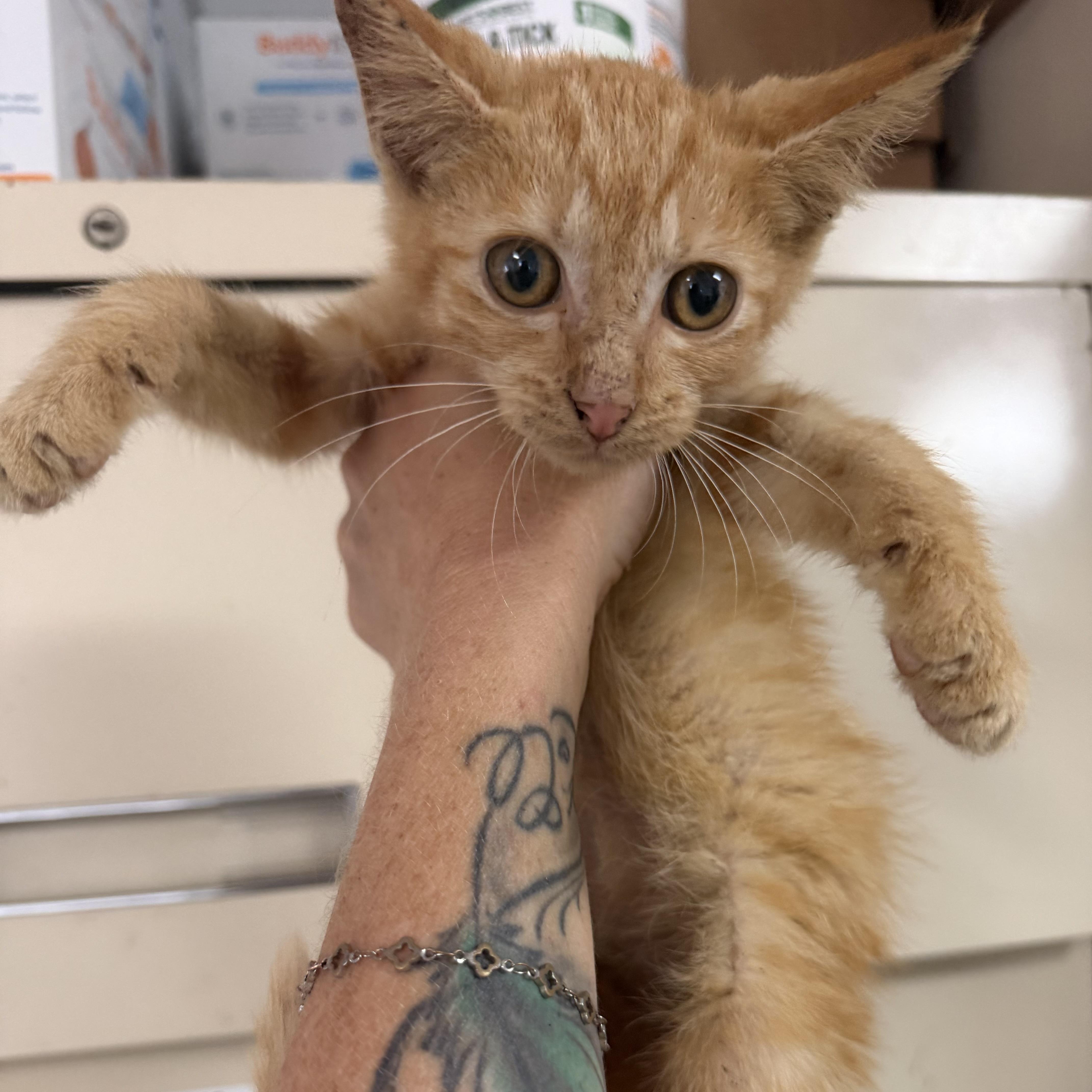 A baby medium-sized male Tabby cat named Stan for adoption in Columbia, SC