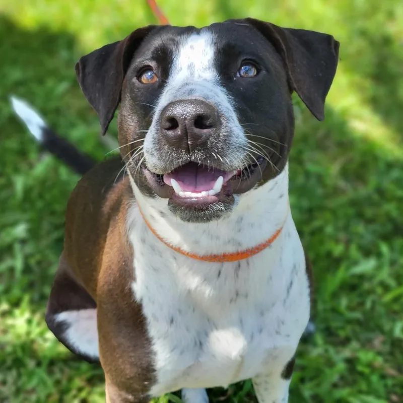 A young medium-sized female Brown / Chocolate Mixed Breed dog named Ace for adoption in Sarasota, FL