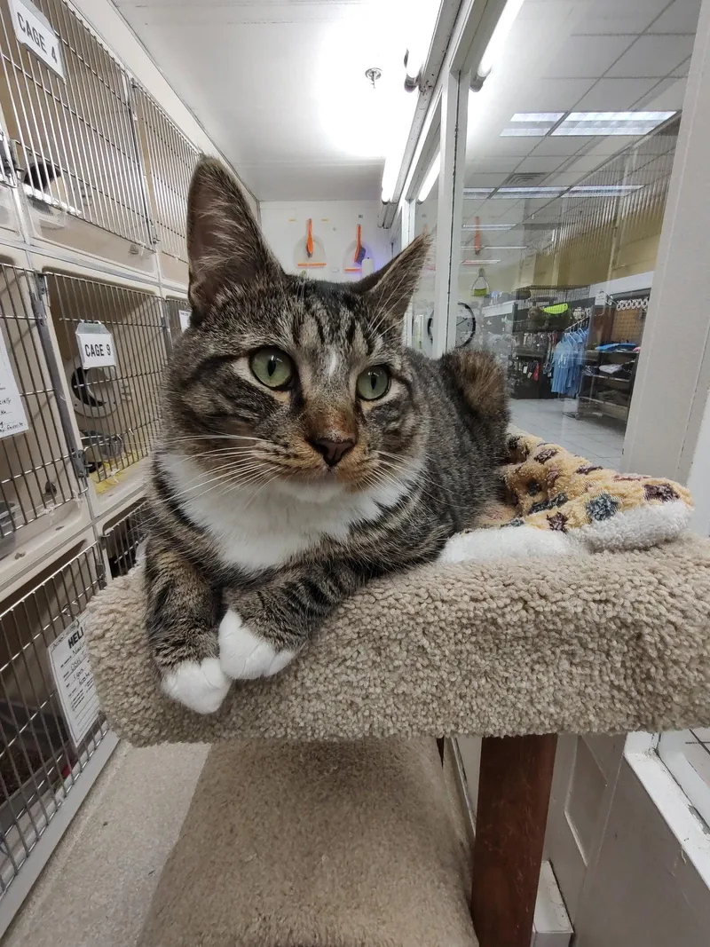 An adult medium-sized male Domestic Short Hair cat named Kai RM for adoption in Rockaway, NJ