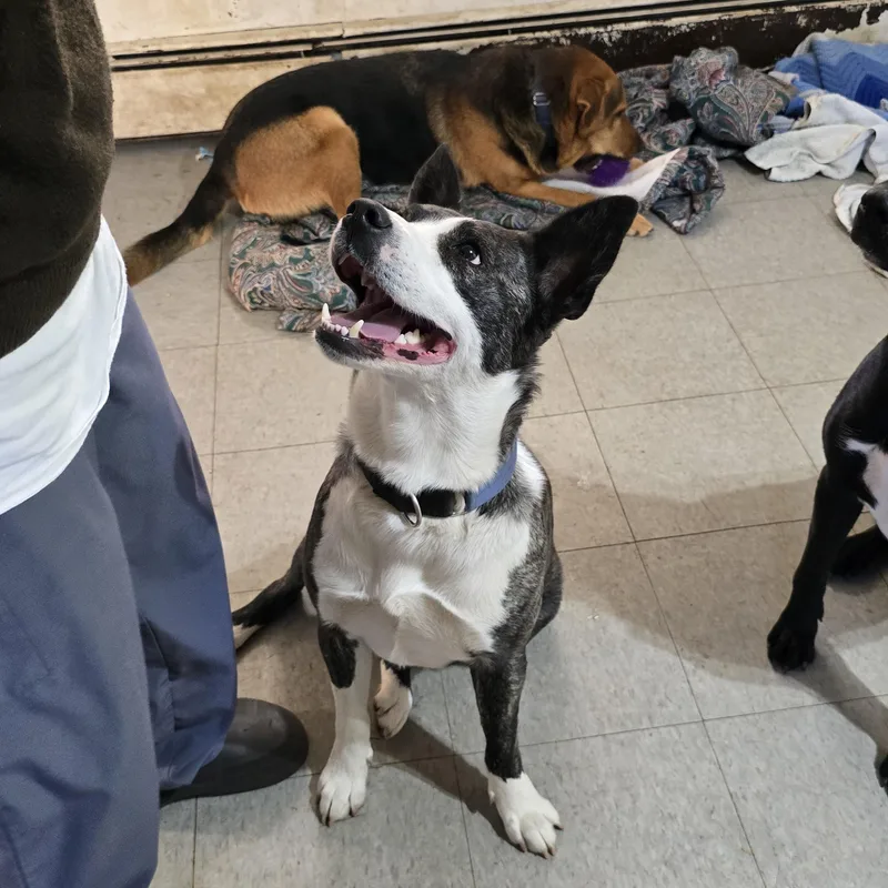 A young medium-sized female Brindle Shepherd dog named Suzie for adoption in Nyack, NY
