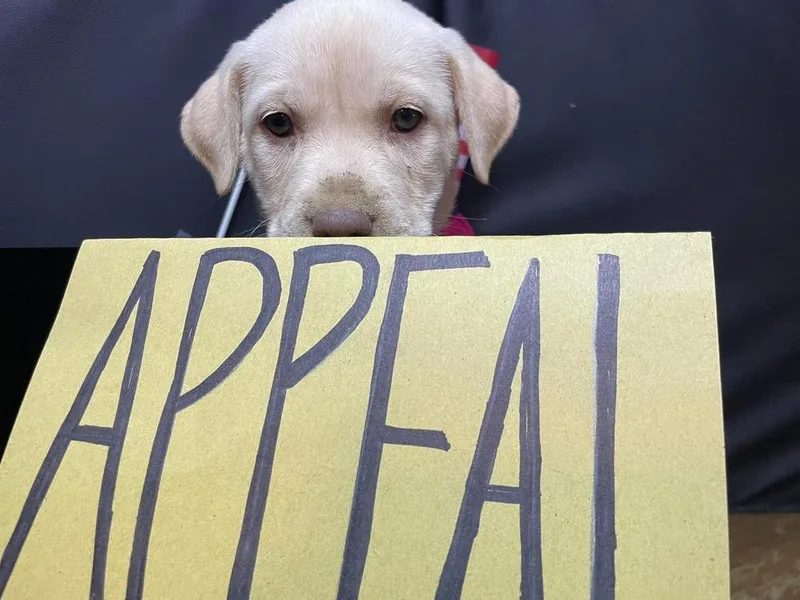 A baby medium-sized female White / Cream Labrador Retriever dog named Appeal for adoption in Pottstown, PA