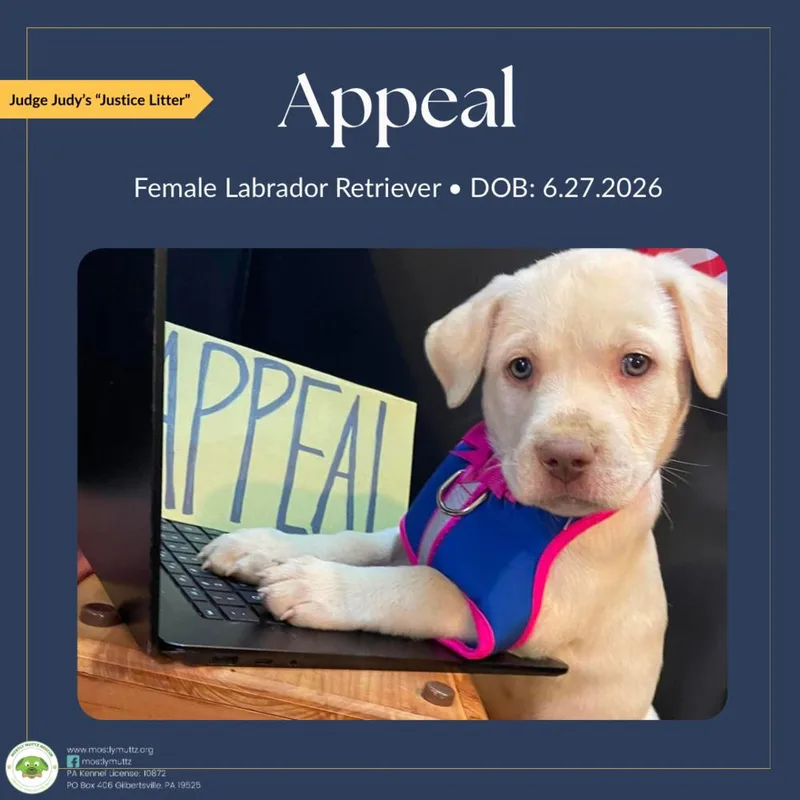 Appeal thumbnail 4