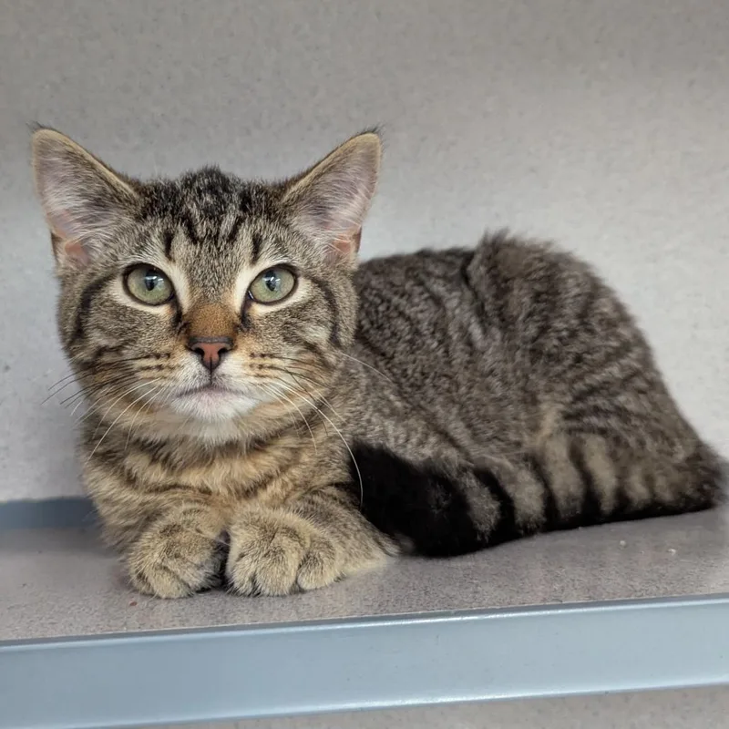 A baby small-sized male Brown / Chocolate Domestic Short Hair cat named Elodie for adoption in Evansville, IN