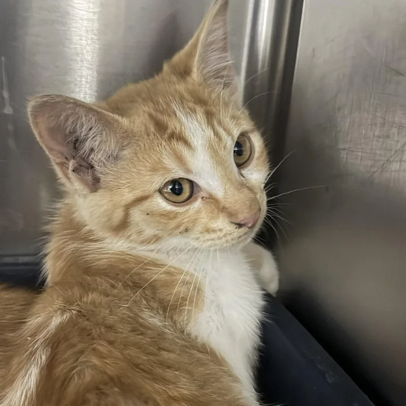 A baby small-sized female Orange / Red Domestic Short Hair cat named Kenna for adoption in Marion, VA