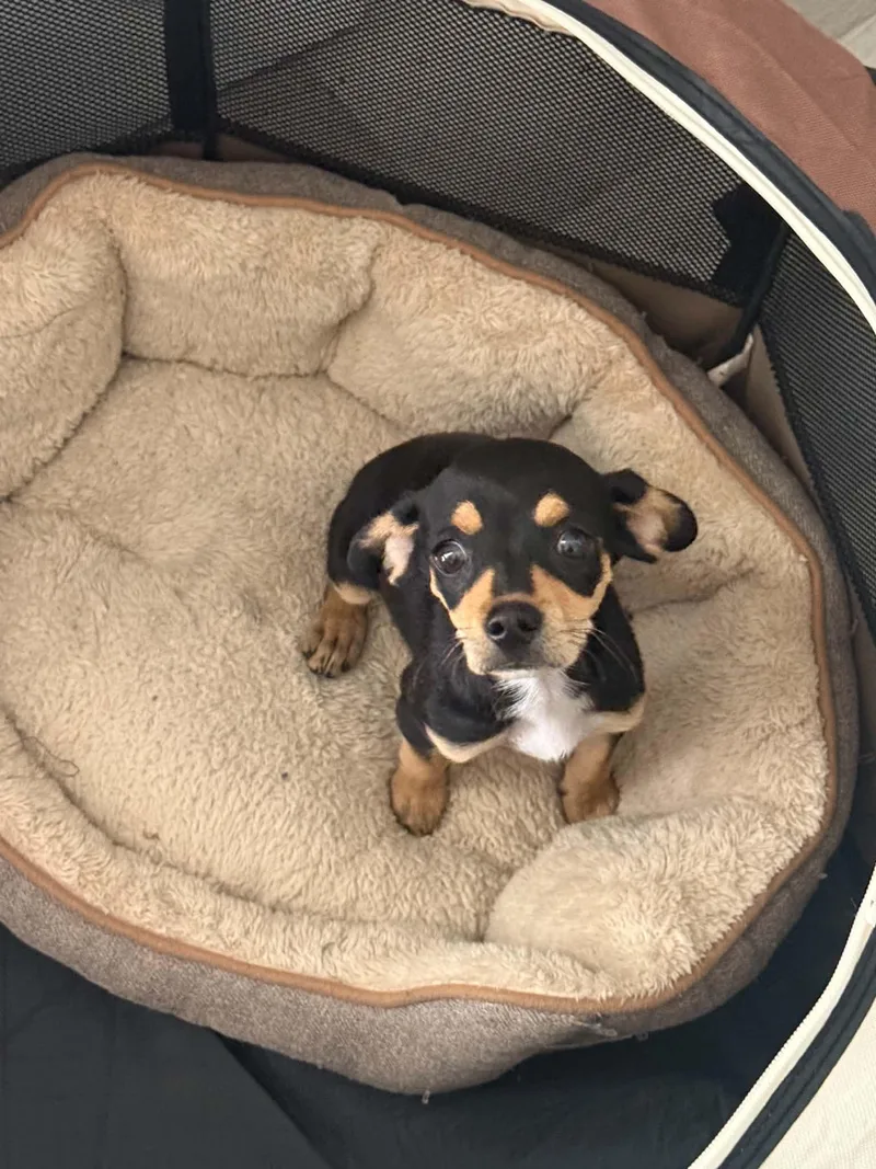 A baby small-sized male Chihuahua dog named Scout for adoption in Capistrano Beach, CA