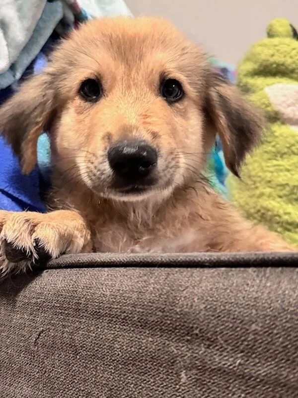 A baby large-sized male Great Pyrenees dog named Pooh Bear for adoption in Van Nuys, CA