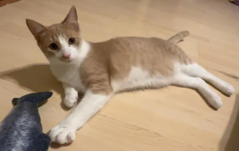 A baby medium-sized male Orange & White Domestic Short Hair cat named Costello for adoption in Kalamazoo, MI