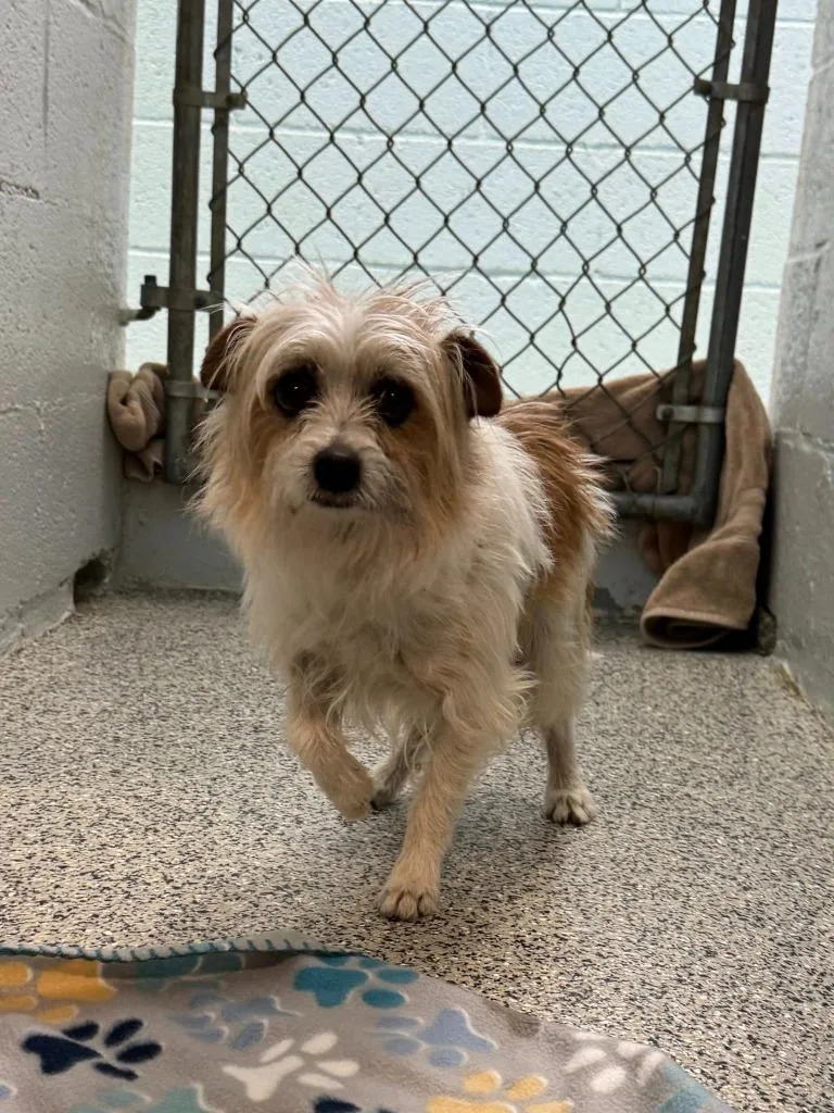 An adult medium-sized male Terrier dog named Oso for adoption in Chino Valley, AZ