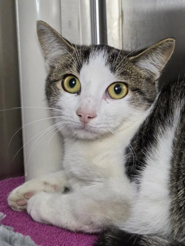 A young small-sized female Domestic Short Hair cat named Isosceles for adoption in Millersville, MD