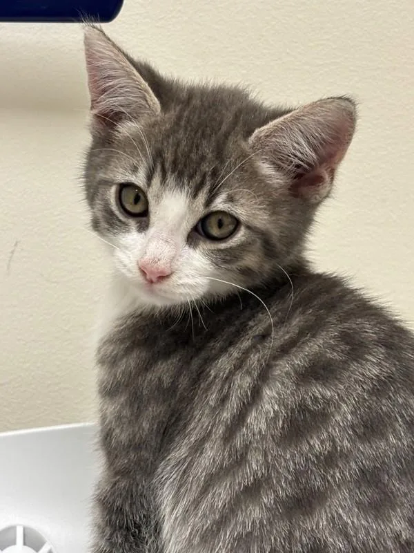 A baby small-sized male Domestic Short Hair cat named Beetle for adoption in Healdsburg, CA