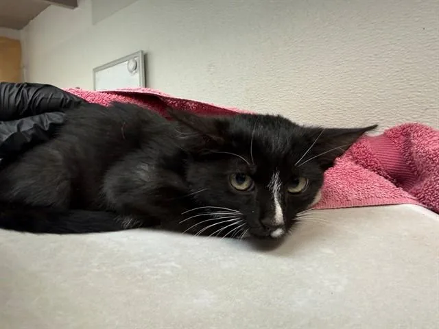 A baby small-sized male Domestic Short Hair cat named Perry for adoption in Antioch, CA