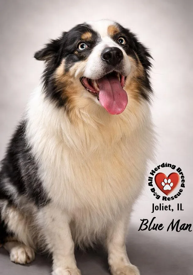 A young medium-sized male Merle (Blue) Australian Shepherd dog named Blu Man for adoption in Joliet, IL