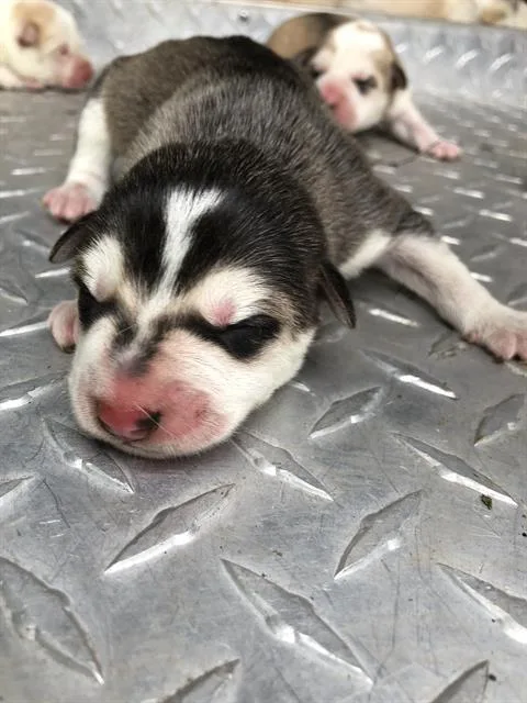 A baby large-sized male Mixed Breed dog named Jose for adoption in Dallas, TX