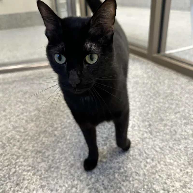 An adult large-sized male Black Domestic Short Hair cat named Gunter for adoption in Manassas, VA