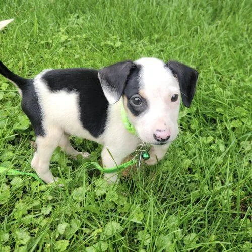 A baby small-sized male Beagle dog named Henry for adoption in Lincolnshire, IL