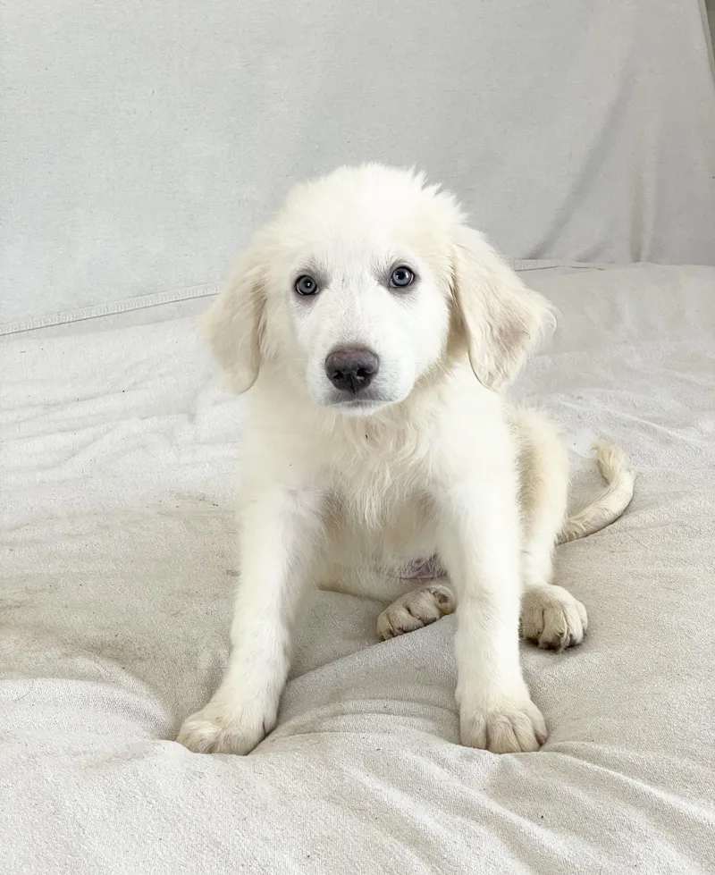 A baby extra large-sized female Great Pyrenees dog named Mushy Leada for adoption in Burlington, NC