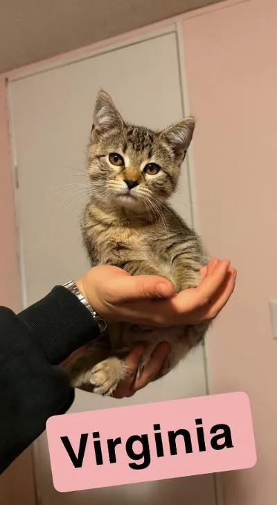 A baby medium-sized female Tabby (Brown / Chocolate) Domestic Short Hair cat named Virginia for adoption in Mokena, IL