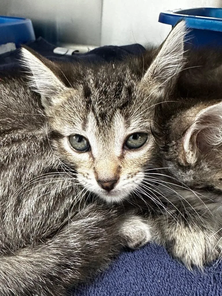 A baby medium-sized female Domestic Short Hair cat named Froth for adoption in Jonesboro, AR