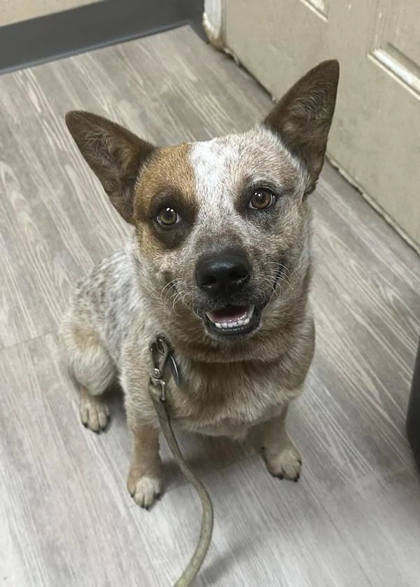An adult medium-sized male Australian Cattle Dog / Blue Heeler dog named Peanut for adoption in Oceanside, CA