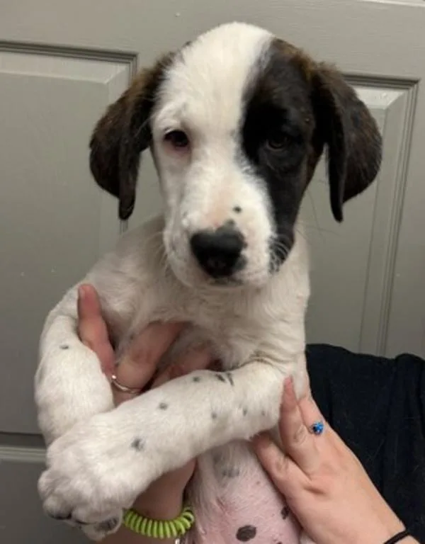 A baby large-sized female Saint Bernard dog named Willow for adoption in Littleton, CO