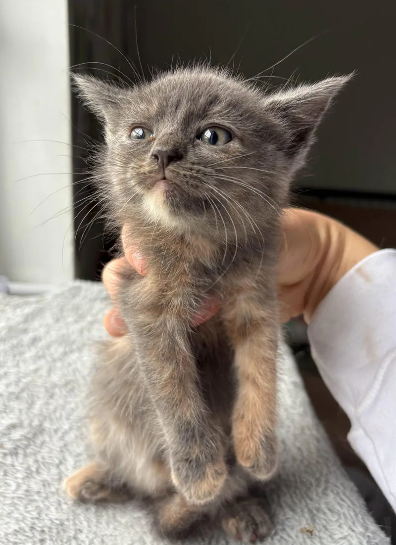 A baby medium-sized female Domestic Short Hair cat named Buttercup for adoption in Forest, VA