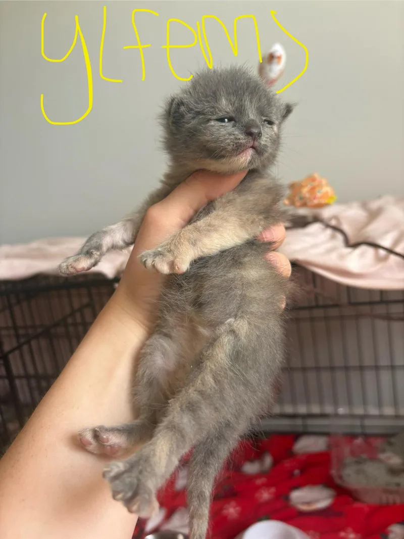 Buttercup thumbnail 3