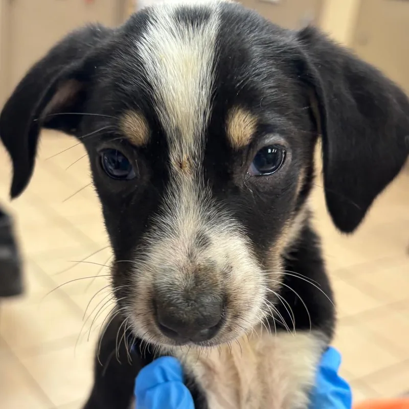 A baby small-sized male Hound dog named Givenchy for adoption in Birmingham, AL